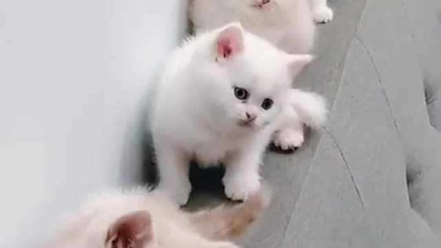 Try not to laugh cats dancing