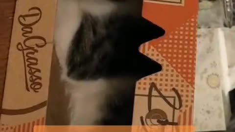 funny cat