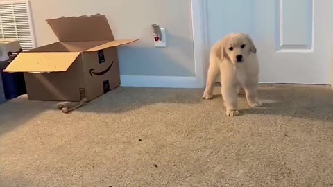 The little golden retriever