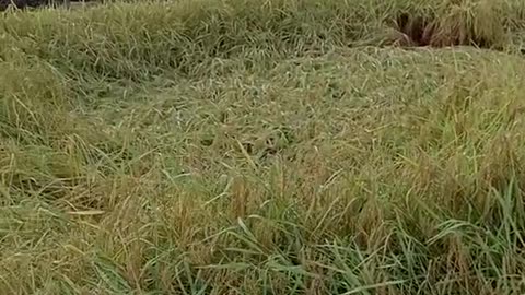 It's delicious to eat in the rice fields