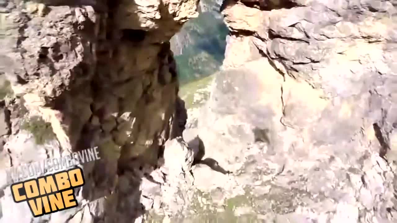 Combo vine