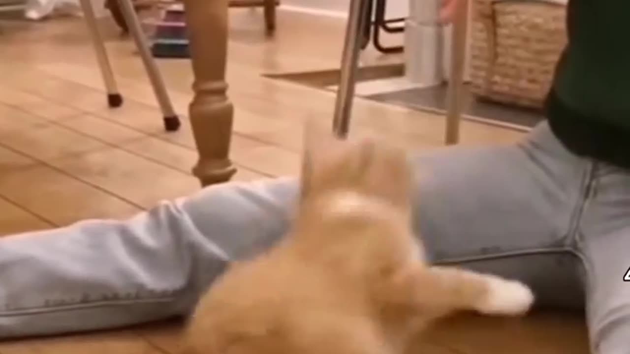 love cats cute animal doing love human