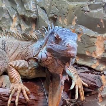 funny|prank|jokes|funny jokes|dad jokes|funny memes|funny video|fun|laughing|funny animal|knock