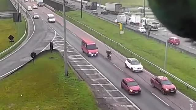 Parrot Photobombs traffic camera