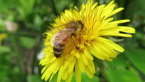 Bee ASMR - Outside Adventures