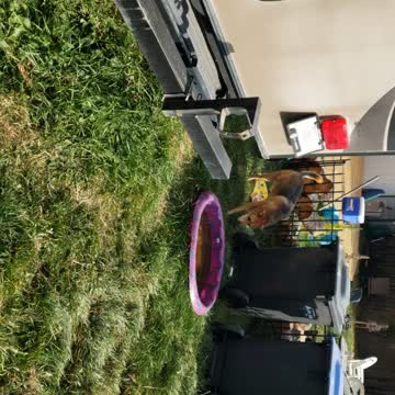 My cute dog name babygirl