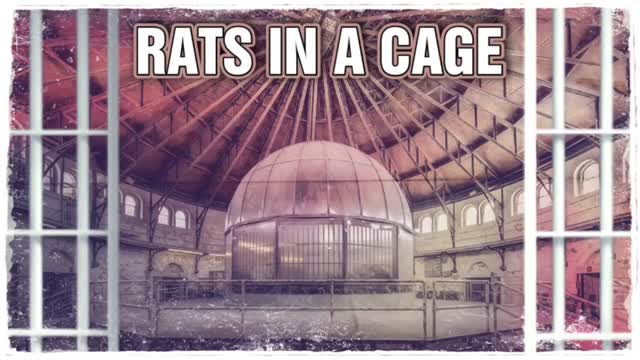 RATS IN A CAGE