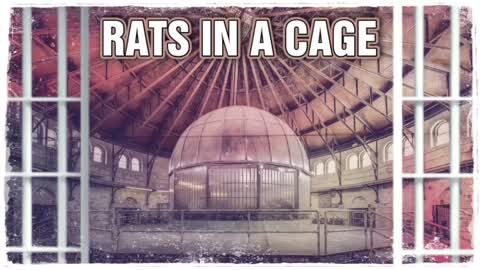 RATS IN A CAGE