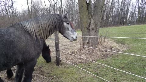 Gran Danés le roba el peluche a un caballo