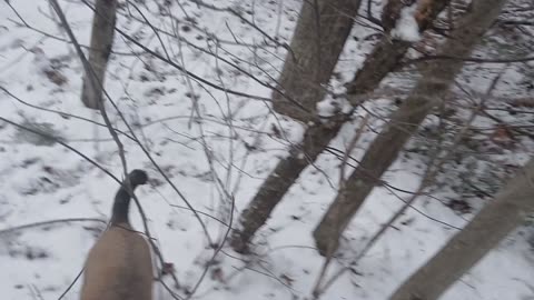 The Dogs Go Wild, Brandy Freaks Out And The Wild Opossum Shows His Teeth