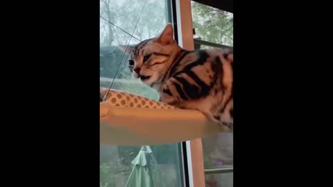 Try Not To Laugh or Grin While Watching Funny Animals Compilation 23_1080p