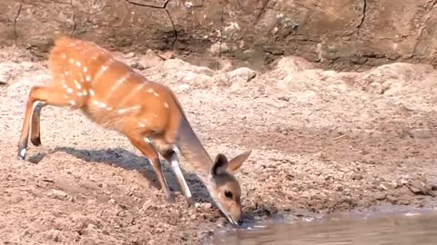 Crocodiles love to sneak up on animals that drink water