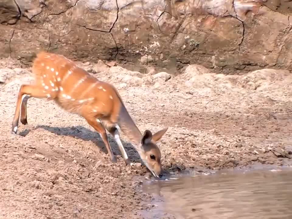 Crocodiles love to sneak up on animals that drink water