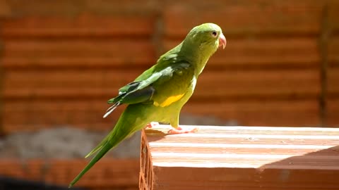 Parrot bird brazilian