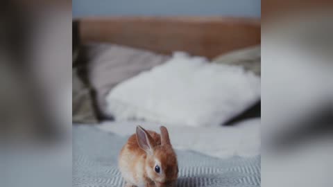 Giving the rabbit food to make video # Short