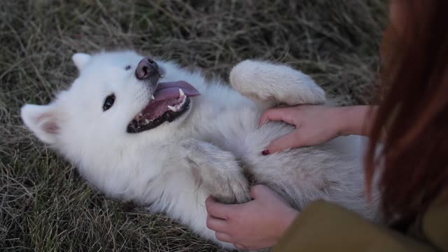 Beautiful Dog laughing