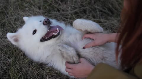 Beautiful Dog laughing