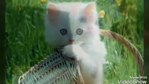 The animal that steals emotions