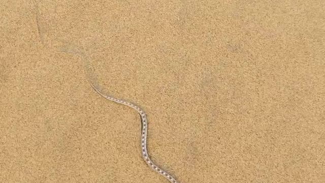 An awl-headed snake showing how fast it can move on fine sand. I