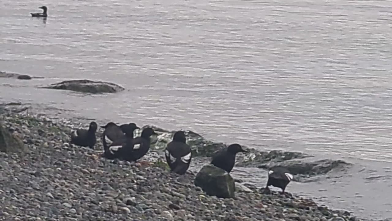 Morning Mingle with the White Winged Scoters