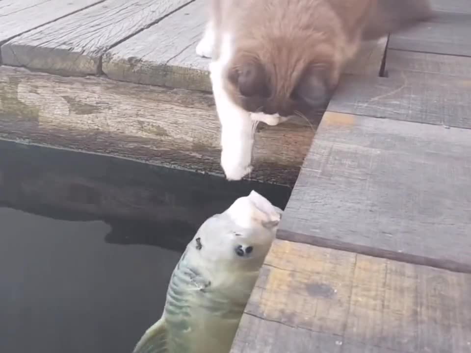There is nothing bad about it, just pick up the fish you like want to hug you