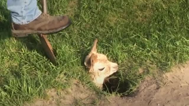5 Animals Who Got Trapped In The Craziest Places