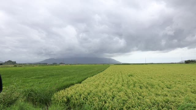 The sound of the wind in the summer field after the rain