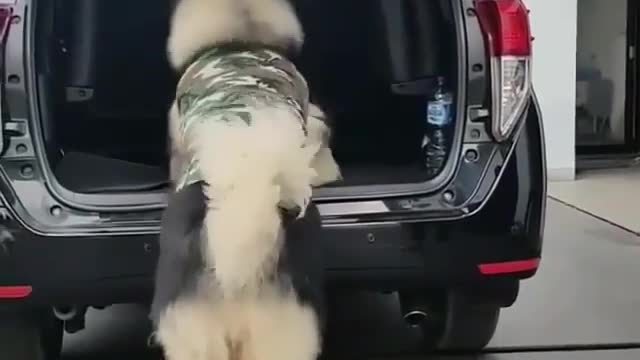 Dog and car