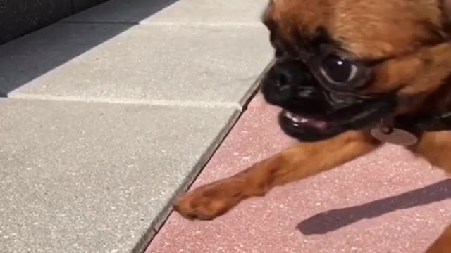 Slowmo brown dog jumps around on grey and red concrete