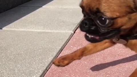 Slowmo brown dog jumps around on grey and red concrete