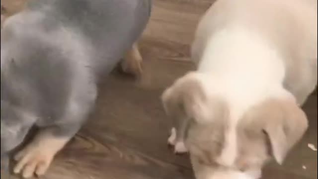 Already have a pet American Bully? How to care for your new puppy, from feeding and training.