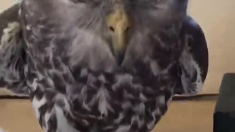 Angry Owl
