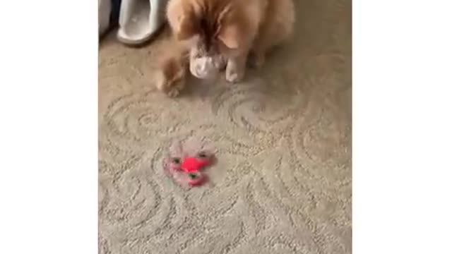 Cats must be crazy.