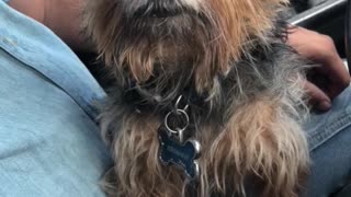 Cute yorkie falls asleep on car ride