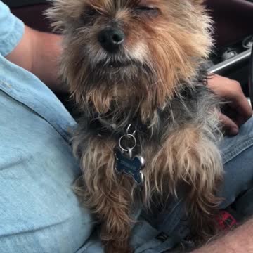 Cute yorkie falls asleep on car ride