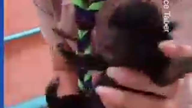 Puppy saved from concrete block