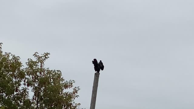 Turkey Vulture