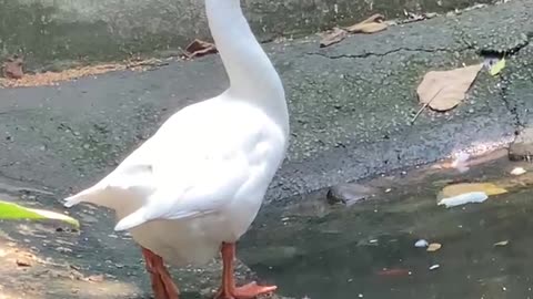 big white goose