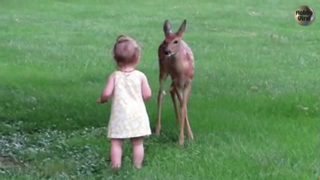 Muy tierno!! Niña se encuentra con un bambi real