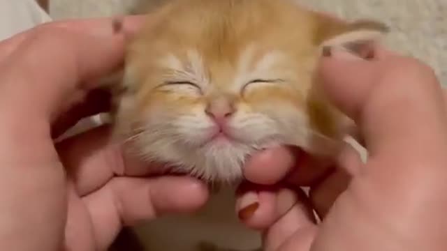 cats.videos Massage 😻😻😻