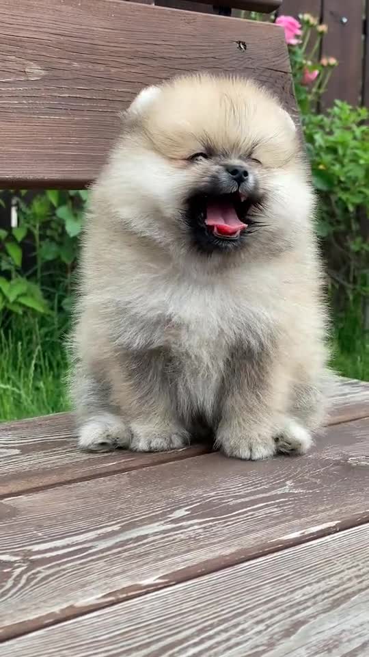 Beautiful Pup yawning cutely