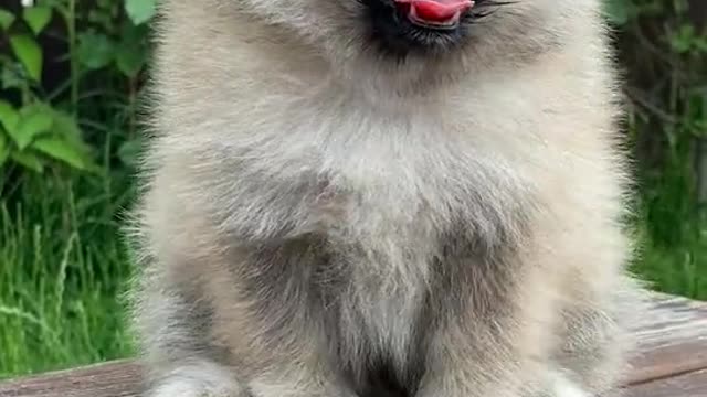 Beautiful Pup yawning cutely