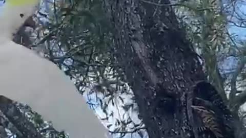 Cockatoo vs iguana