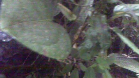 Edible plants in route to Pan de Azucar