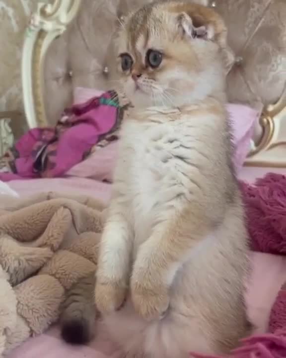 ✔️ HOW Baby Kitten Amelia GROW: 0-12 Weeks! 😍 BEFORE & AFTER