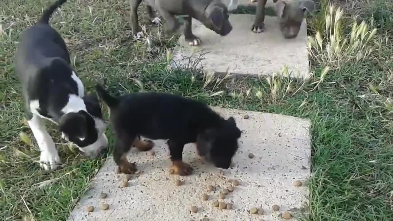 Rottweiler vs Pitbull's puppies