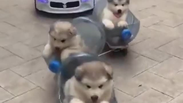 Cute puppies riding a rollercoaster and enjoy