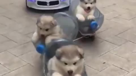 Cute puppies riding a rollercoaster and enjoy