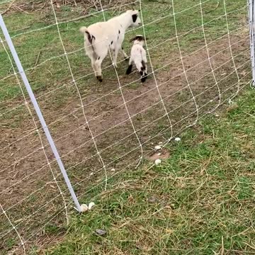 We Also Raise 'Fainting' Goats to use for Training Pyrenees Pups!