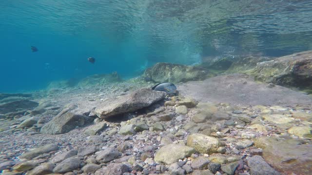 Fish swim in the Red Sea, colorful fish, Eilat Israel 2